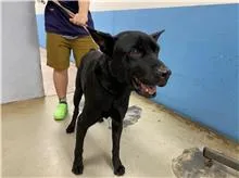 混種犬
