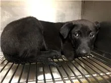 混種犬