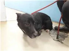 混種犬