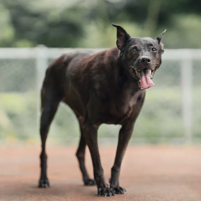 混種犬