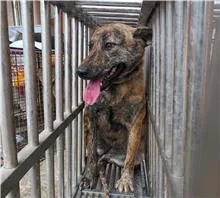 混種犬