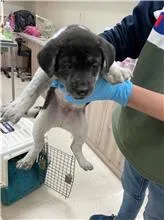 混種犬