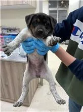 混種犬