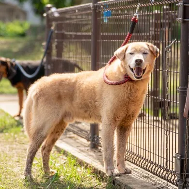 混種犬