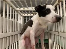混種犬