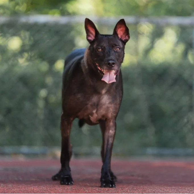 混種犬