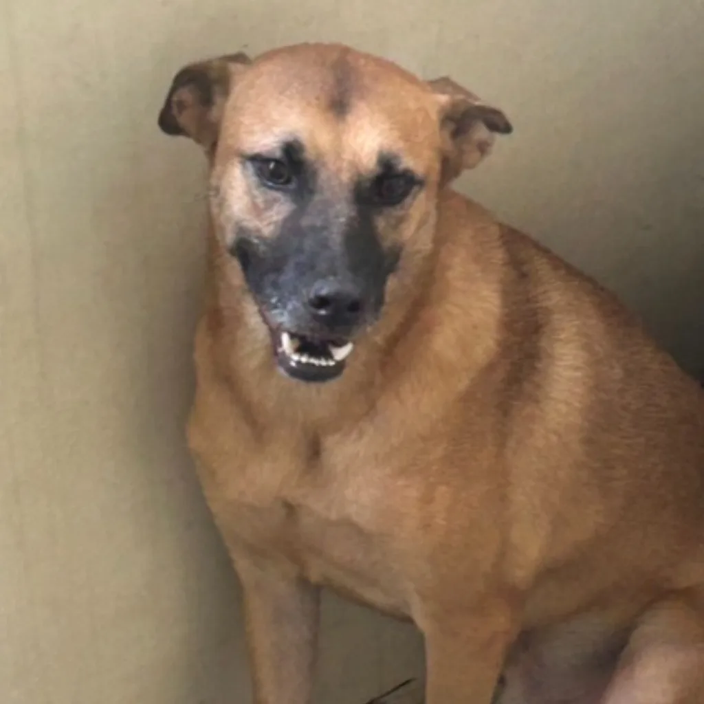 混種犬