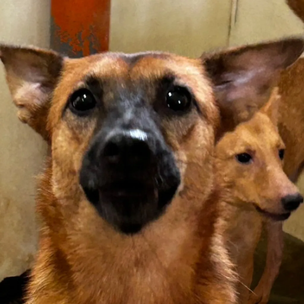 混種犬