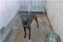 混種犬