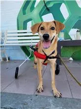 混種犬