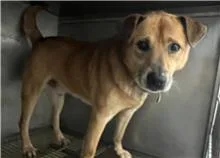 混種犬