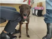 混種犬