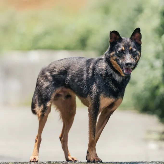 混種犬