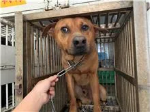 混種犬
