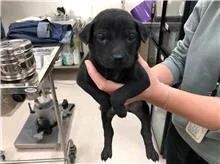 混種犬