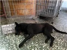混種犬