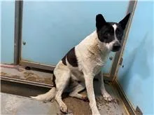 混種犬