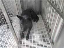 混種犬