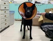 混種犬