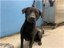 混種犬
