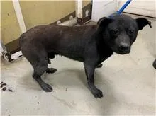 混種犬