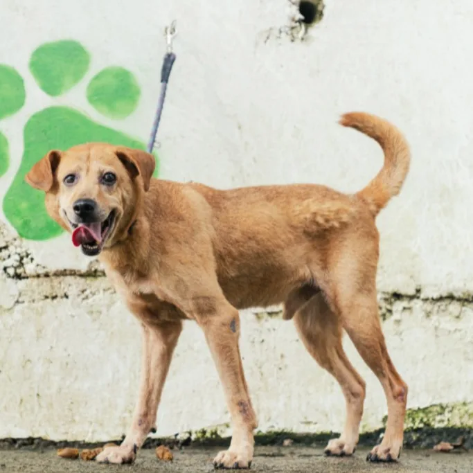 混種犬