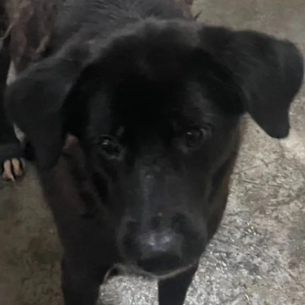 混種犬