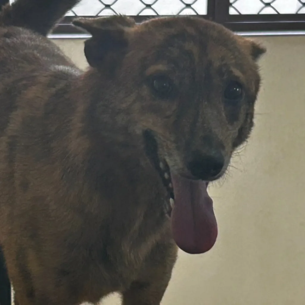 混種犬