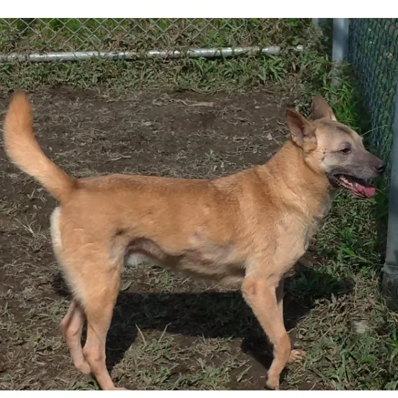 混種犬