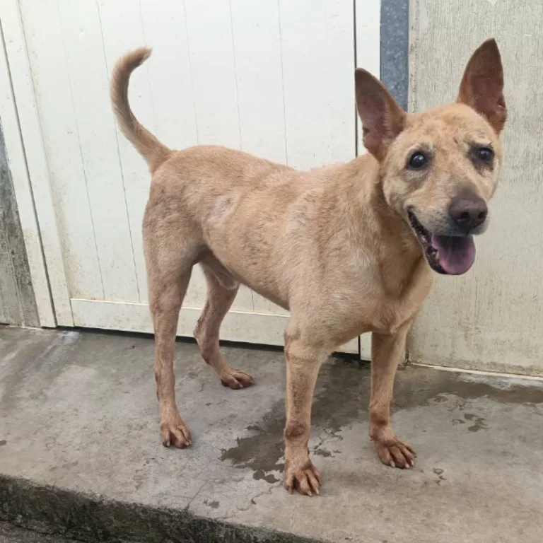 混種犬
