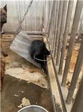 混種犬