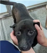 混種犬