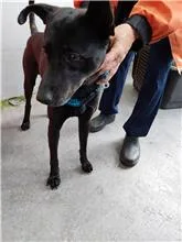 混種犬