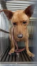 混種犬