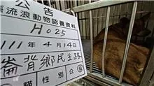 混種犬