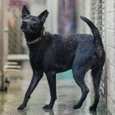 混種犬