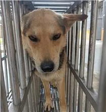 混種犬