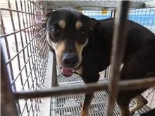 混種犬