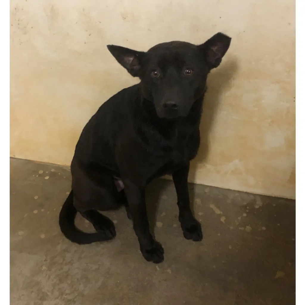 混種犬