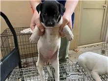 混種犬