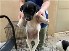 混種犬