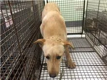 混種犬
