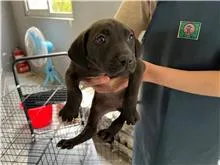 混種犬