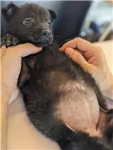 混種犬