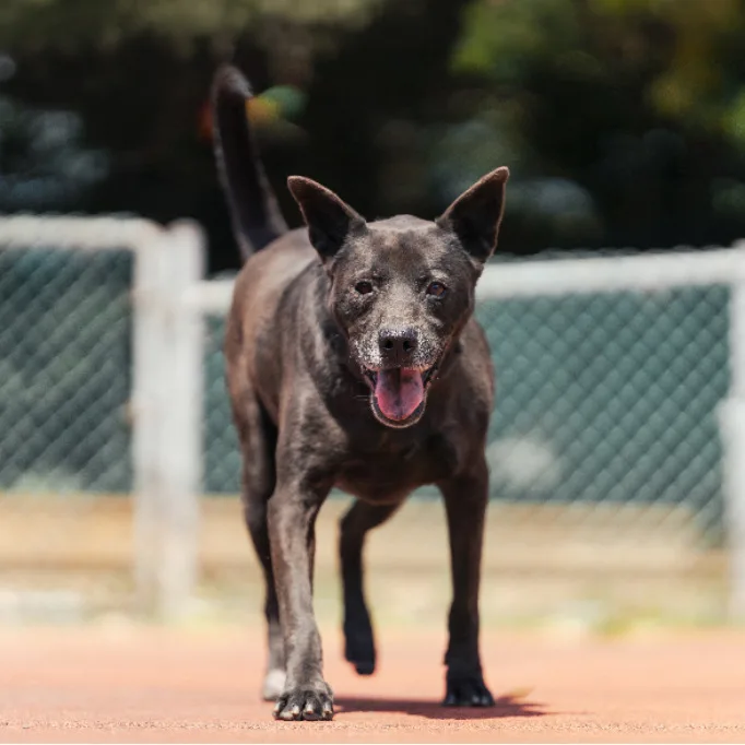 混種犬