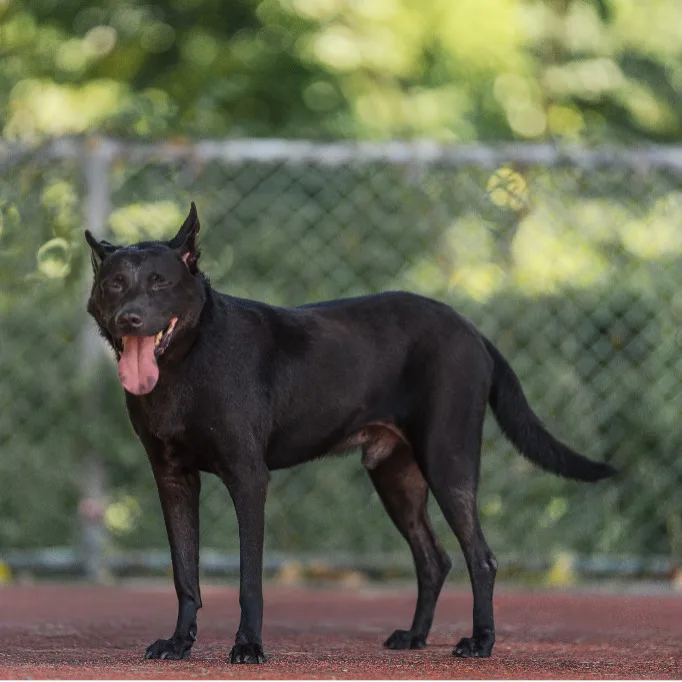 台灣犬