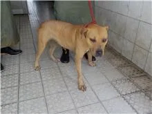 混種犬