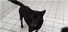 混種犬