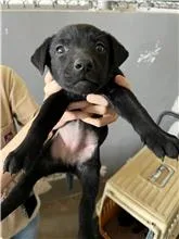 混種犬
