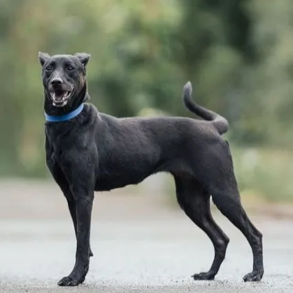 混種犬
